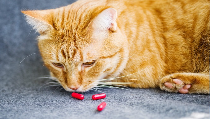 how long does gabapentin last in cats