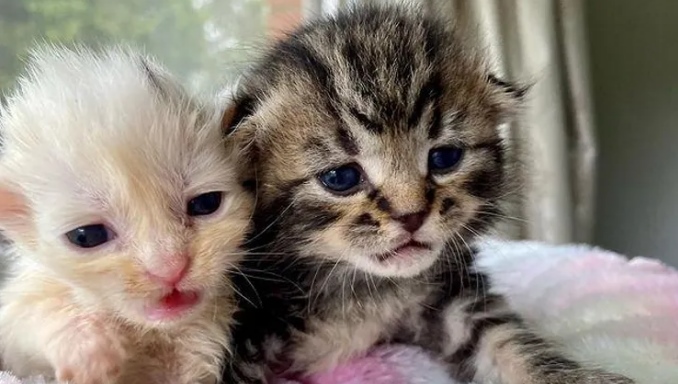 when do kittens open their eyes