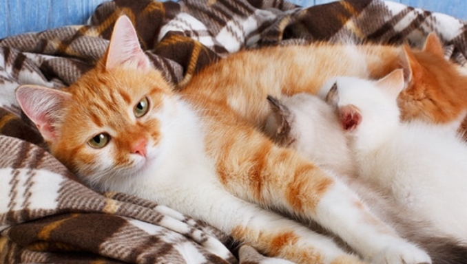 when to change bedding after cat gives birth