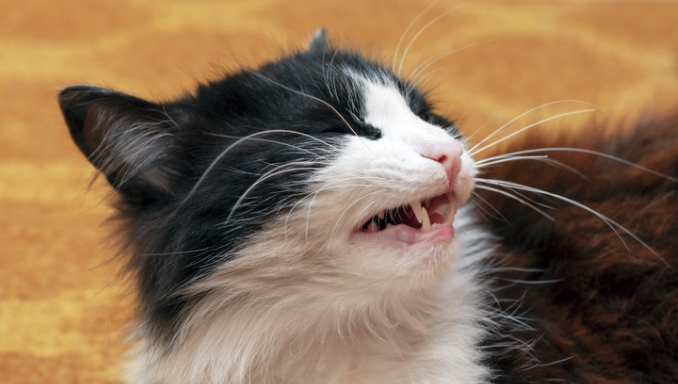 Why Is My Cat Sneezing? Things To Know