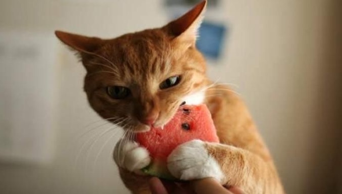 Benefits & Risks of Feeding Cats Watermelon