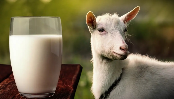 Pros And Cons Of Giving Kittens Goat Milk