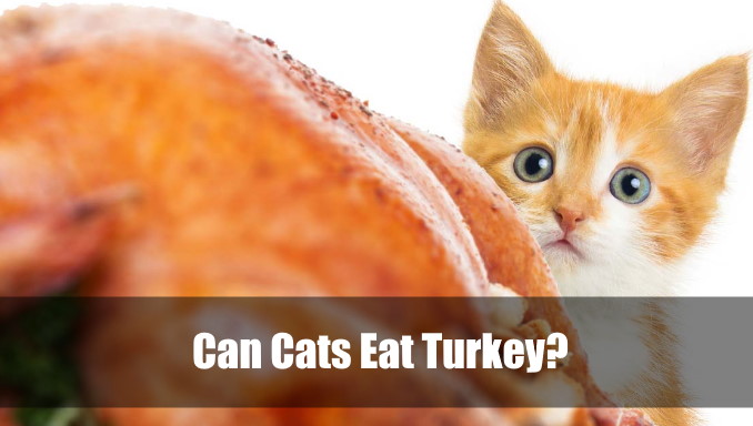 Can Cats Eat Turkey