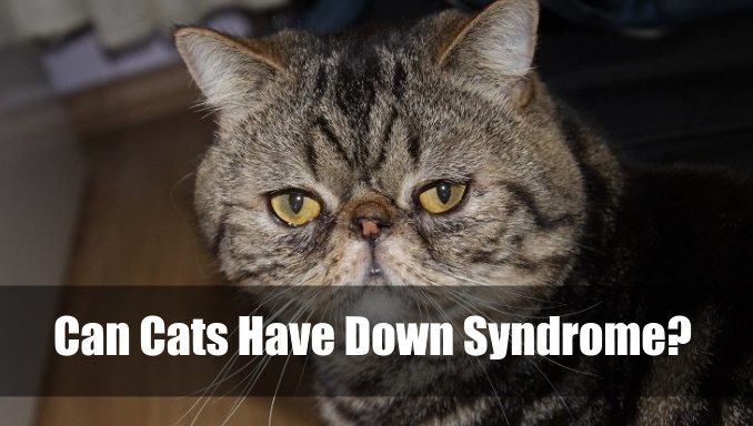 can-cats-have-down-syndrome-2024-vet-ranch-we-love-pets