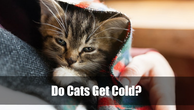 Do Cats Get Cold
