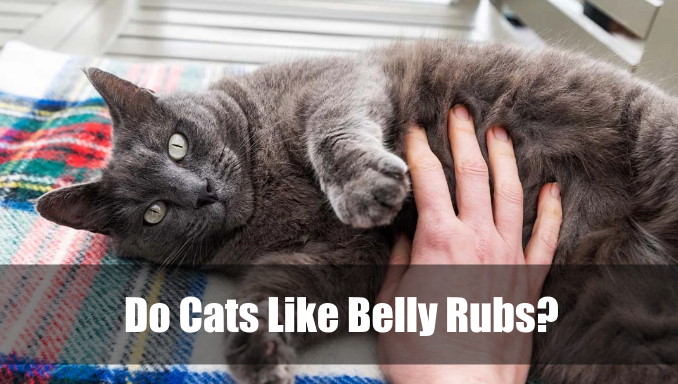 Do Cats Like Belly Rubs