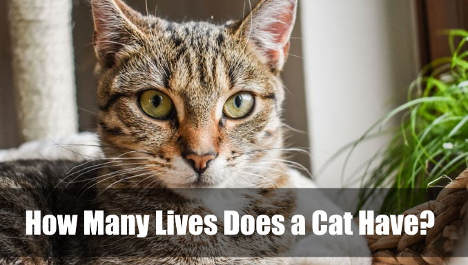 How Many Lives Does a Cat Have