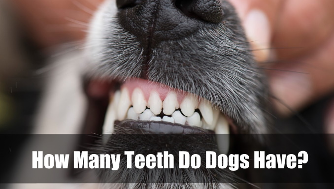 How Many Teeth Do Dogs Have