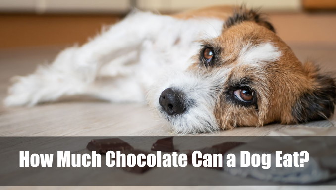 How Much Chocolate Can a Dog Eat