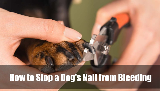 How To Stop A Dog's Nail From Bleeding 2024 - Vet Ranch - We Love Pets