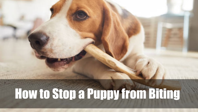 How to Stop a Puppy from Biting