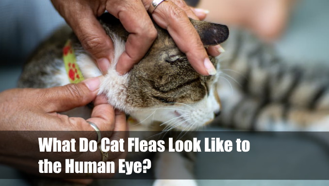 What Do Cat Fleas Look Like To The Human Eye Vet Ranch We Love Pets