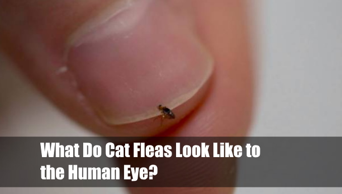 What Do Cat Fleas Look Like to the Human Eye