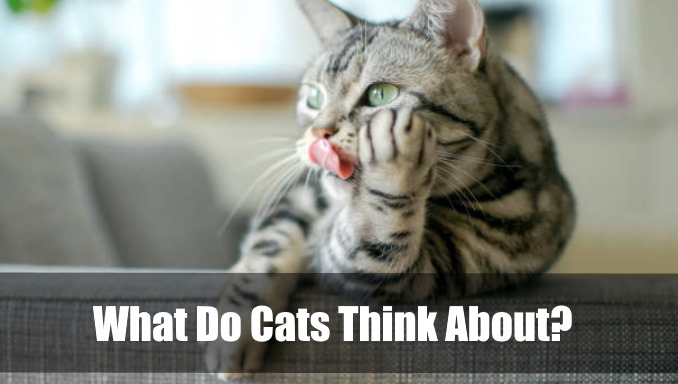 What Do Cats Think About