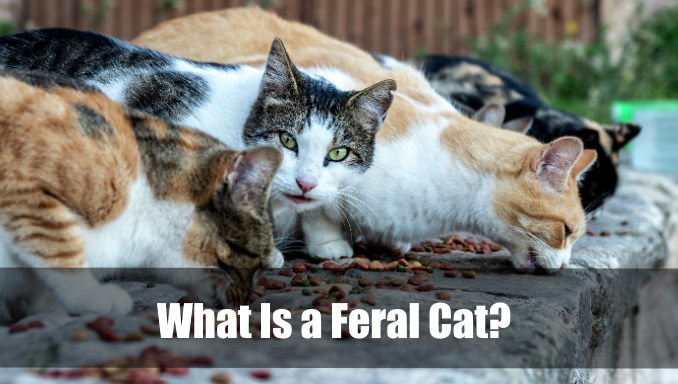 What Is a Feral Cat