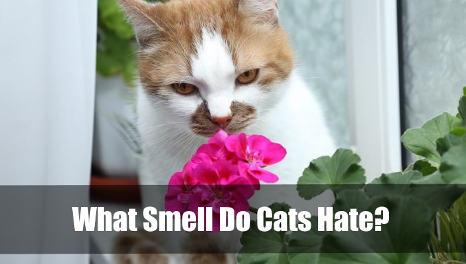 What Smell Do Cats Hate