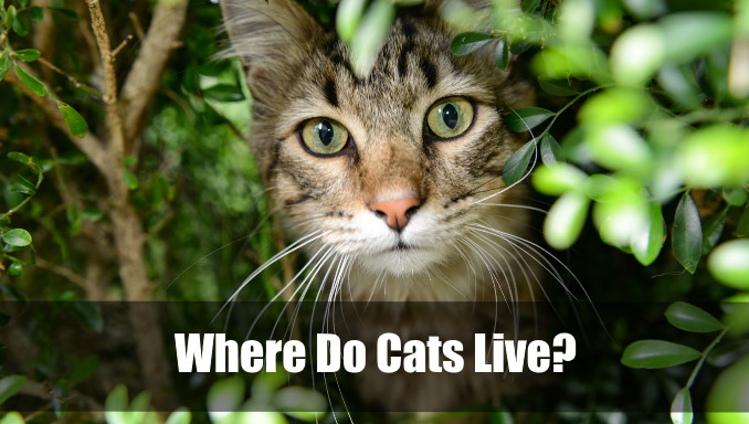 where-do-cats-live-all-things-to-know-2024-vet-ranch-we-love-pets