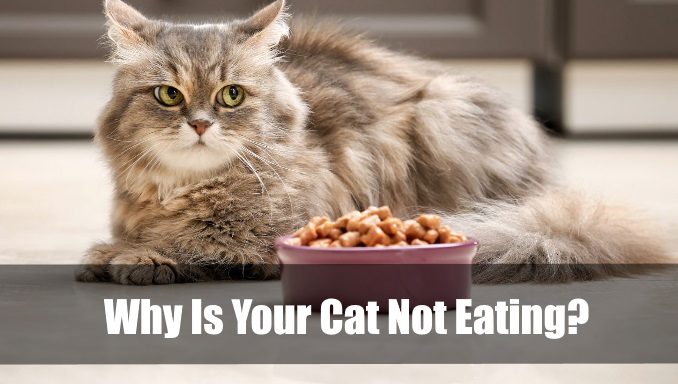 Why Is Your Cat Not Eating