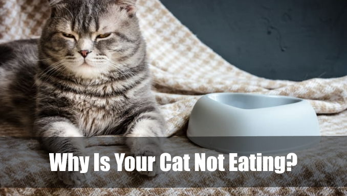 Why Is Your Cat Not Eating