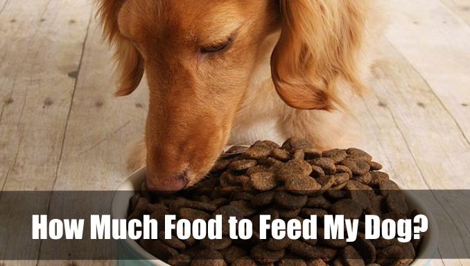 how much food to feed my dog