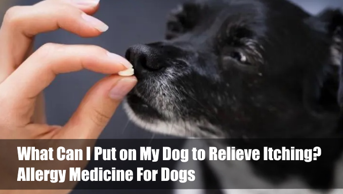 Allergy Medicine For Dogs