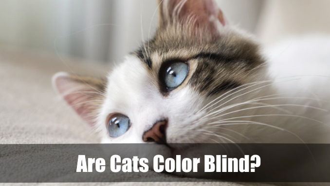 Are Cats Color Blind