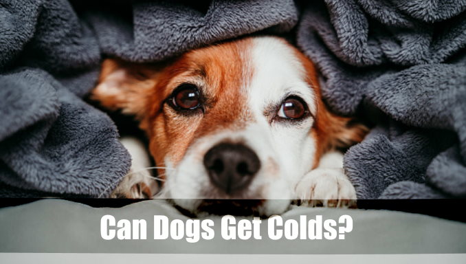 Can Dogs Get Colds