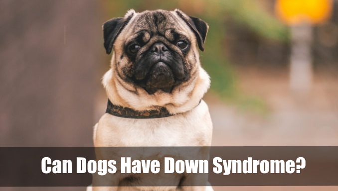 Can Dogs Have Down Syndrome