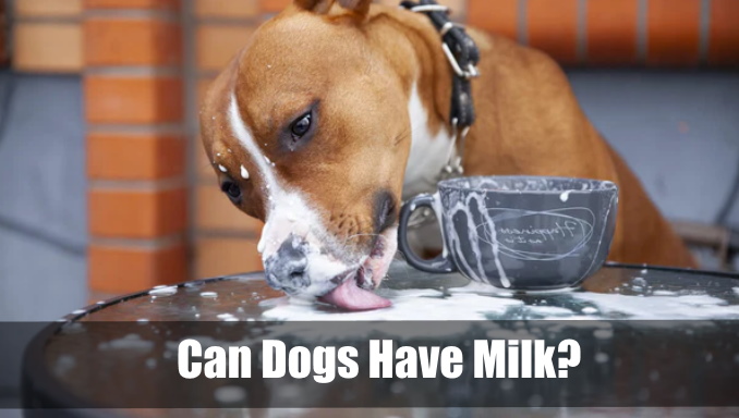 Can Dogs Have Milk