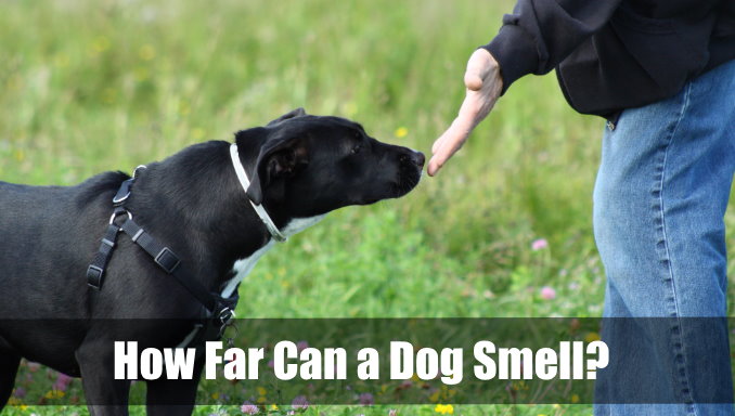 How Far Can a Dog Smell