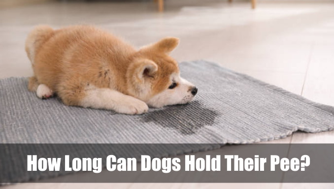 How Long Can Dogs Hold Their Pee