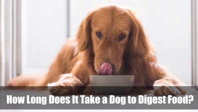 How Long Does It Take a Dog to Digest Food
