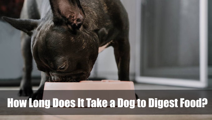 How Long Does It Take a Dog to Digest Food