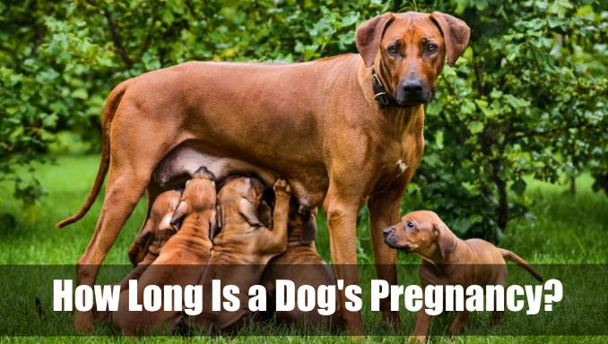 How Long Is A Dog s Pregnancy How To Take Care VetRanch