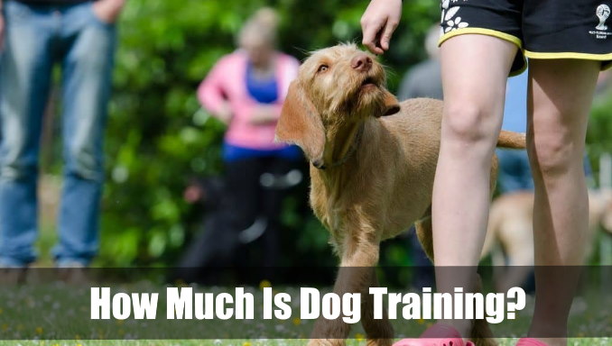 How Much Is Dog Training