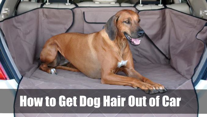 How to Get Dog Hair Out of Car