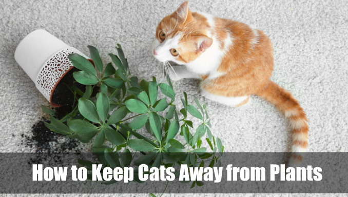 How To Keep Cats Away From Plants - 7 Effective Ways