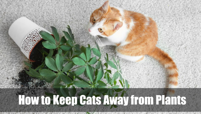 how-to-keep-cats-away-from-plants-7-effective-ways