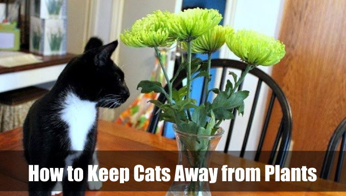How to Keep Cats Away from Plants