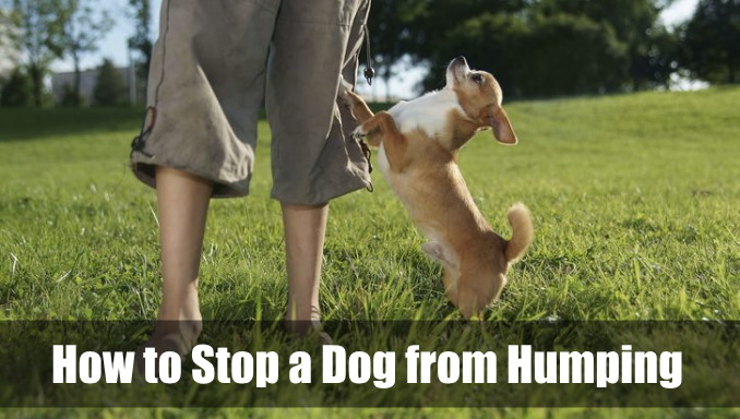 How to Stop a Dog from Humping