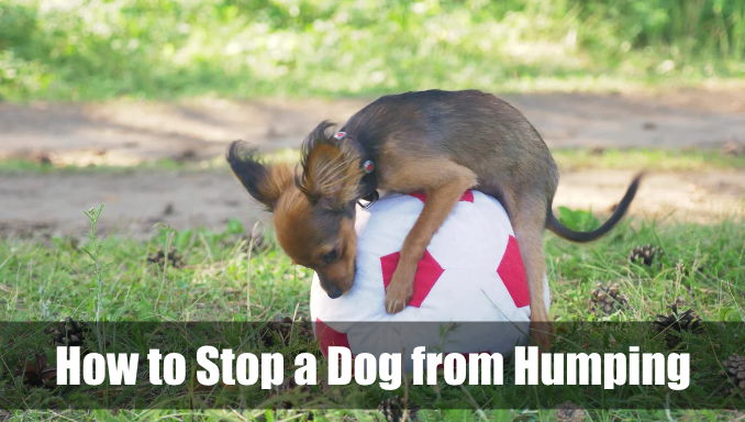 How to Stop a Dog from Humping