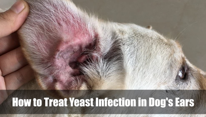 dog-has-yeast-infection-in-ear-home-remedy-homemade-ftempo