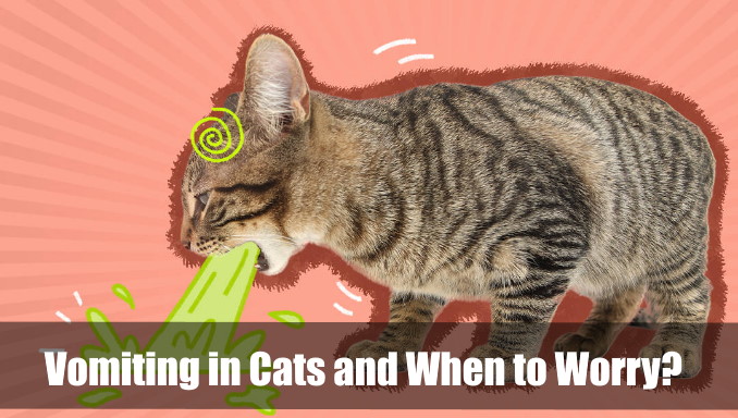 Vomiting in Cats and When to Worry