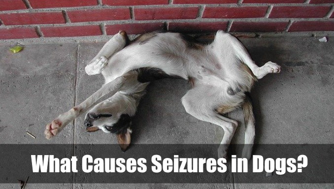 What Causes Seizures in Dogs