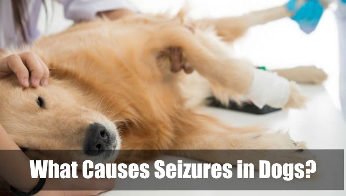 What Causes Seizures in Dogs