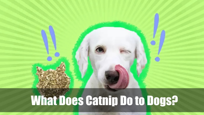 What Does Catnip Do To Dogs 1 