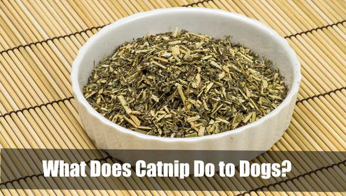 What Does Catnip Do To Dogs 