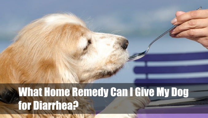 What Home Remedy Can I Give My Dog For Diarrhea 1 