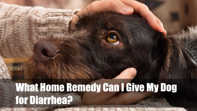 What Home Remedy Can I Give My Dog for Diarrhea