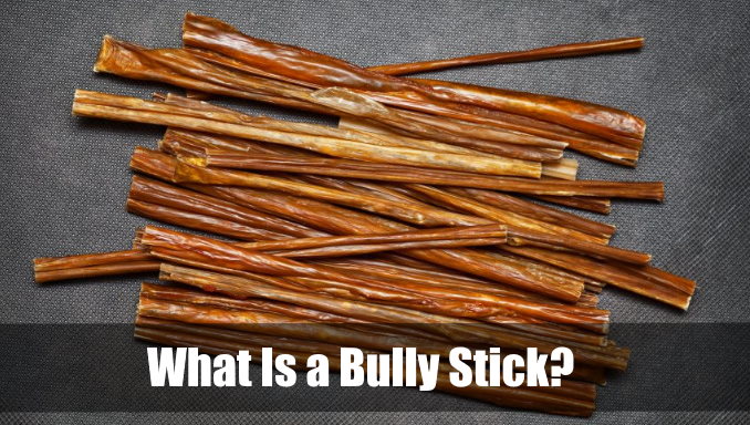 What Is a Bully Stick